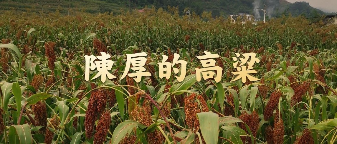 在大山里，种出一瓶好酒